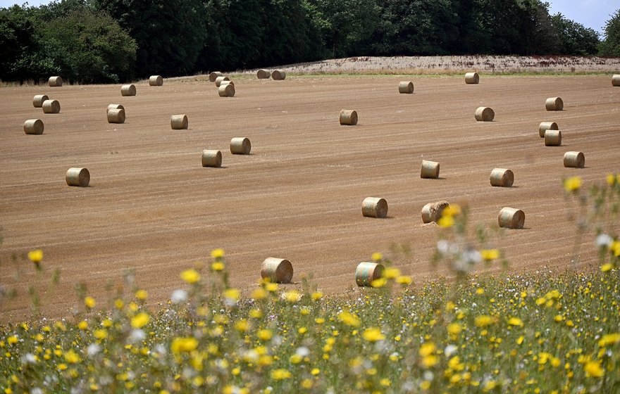 Fully Mixed & Packed Animal Feeds